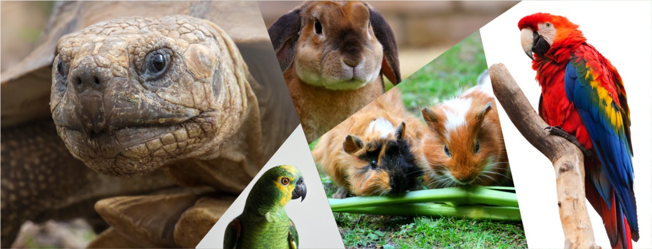 Image hover effect image