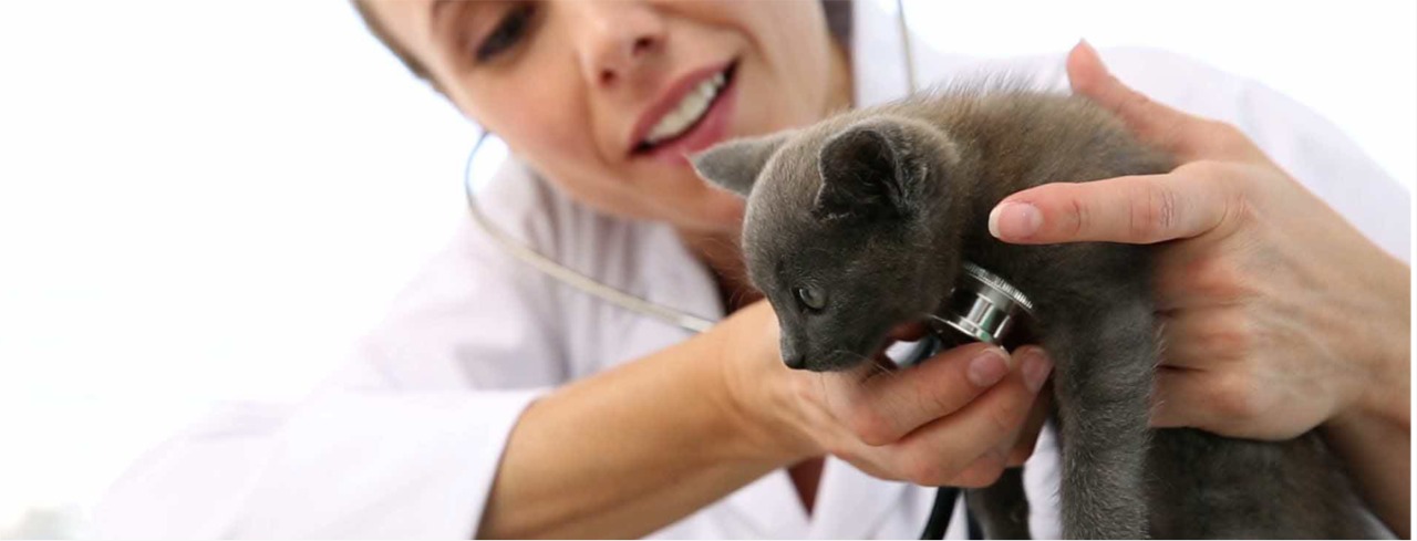 Image hover effect image