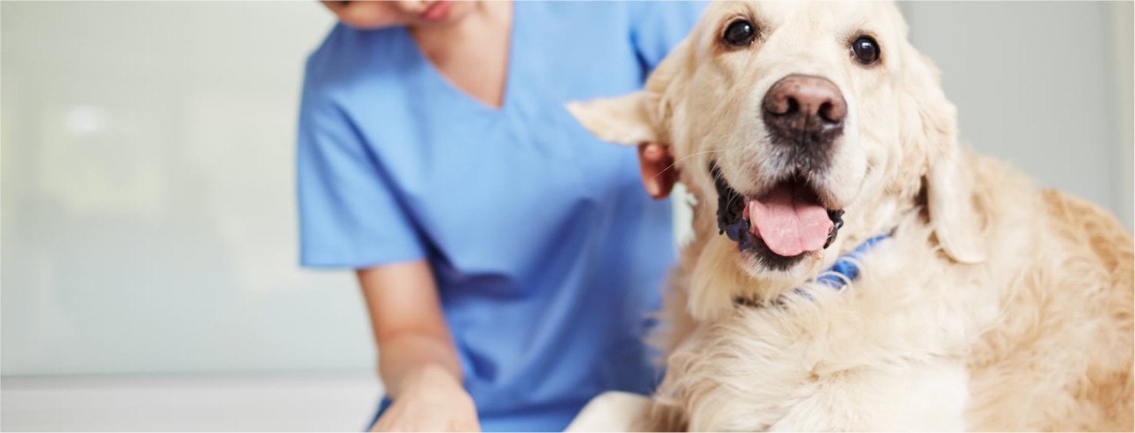 Image hover effect image