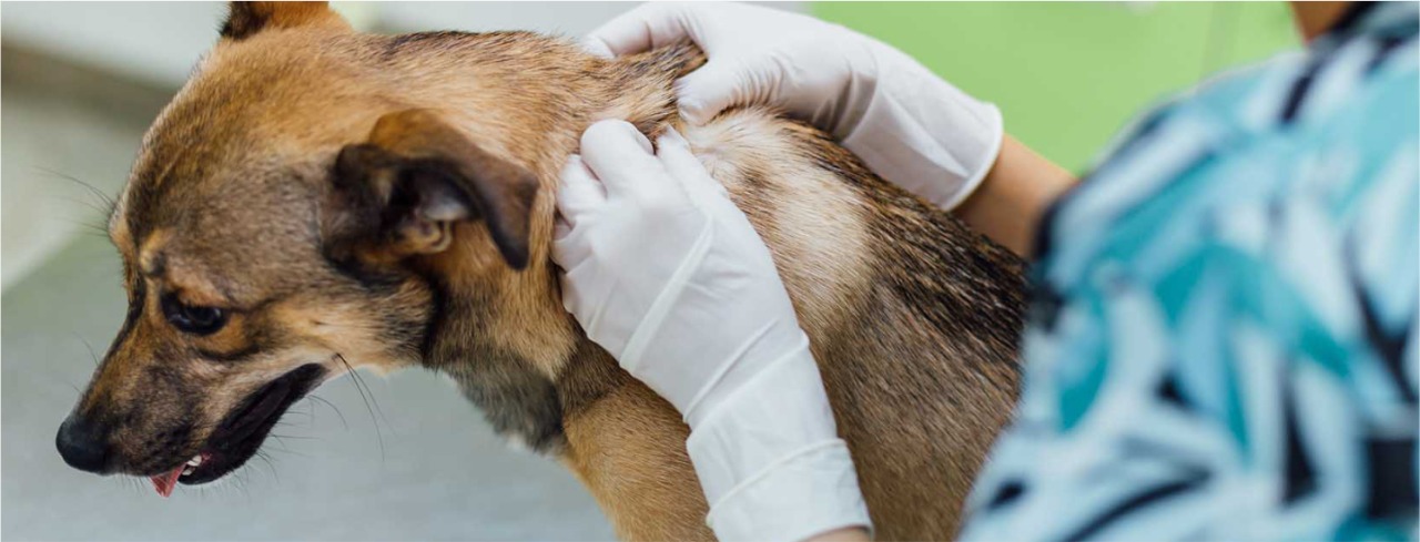 Image hover effect image