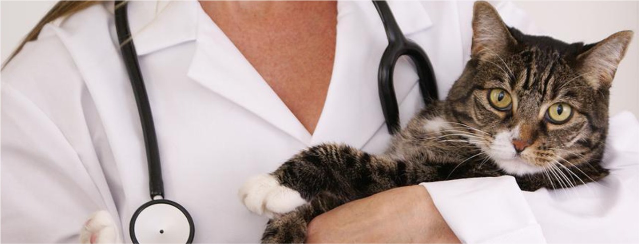 Image hover effect image