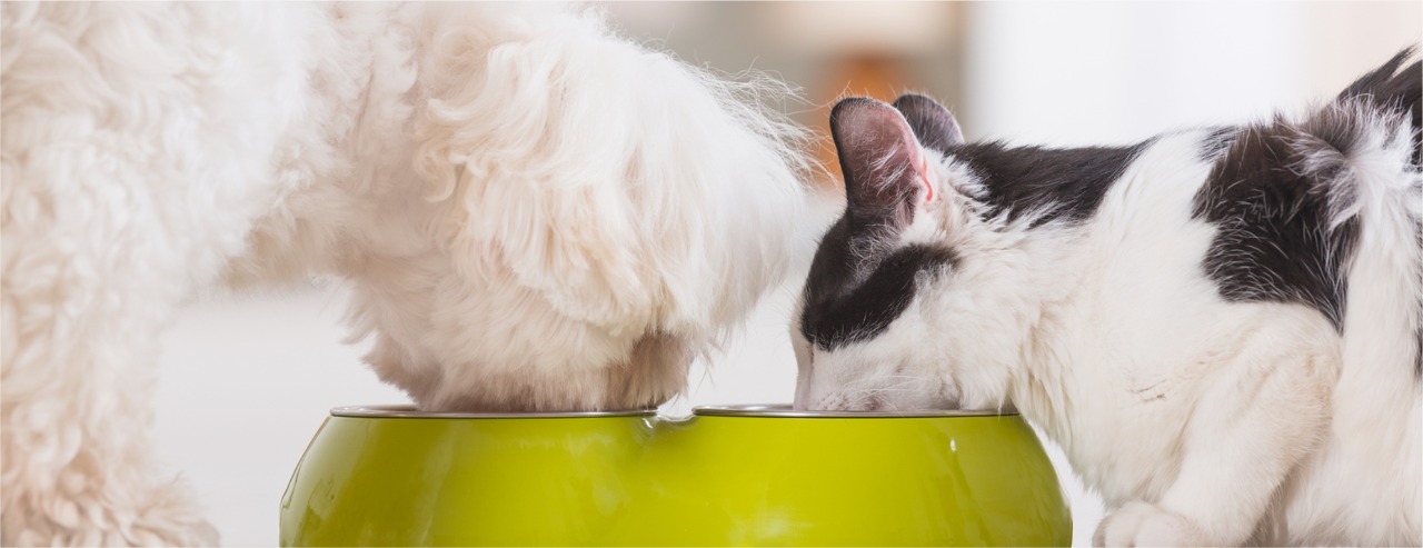 Image hover effect image