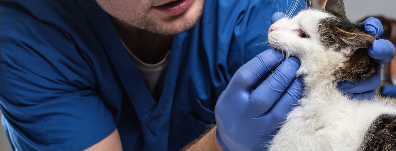 Image hover effect image