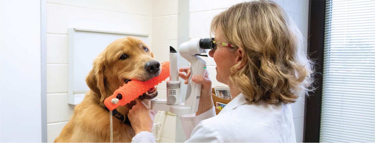 Image hover effect image