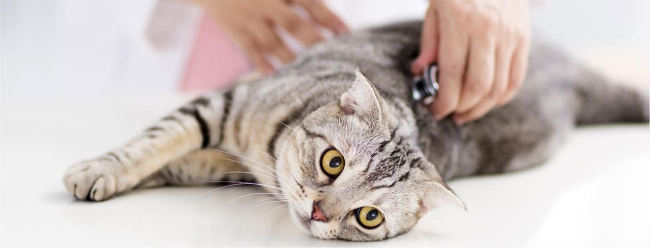 Image hover effect image