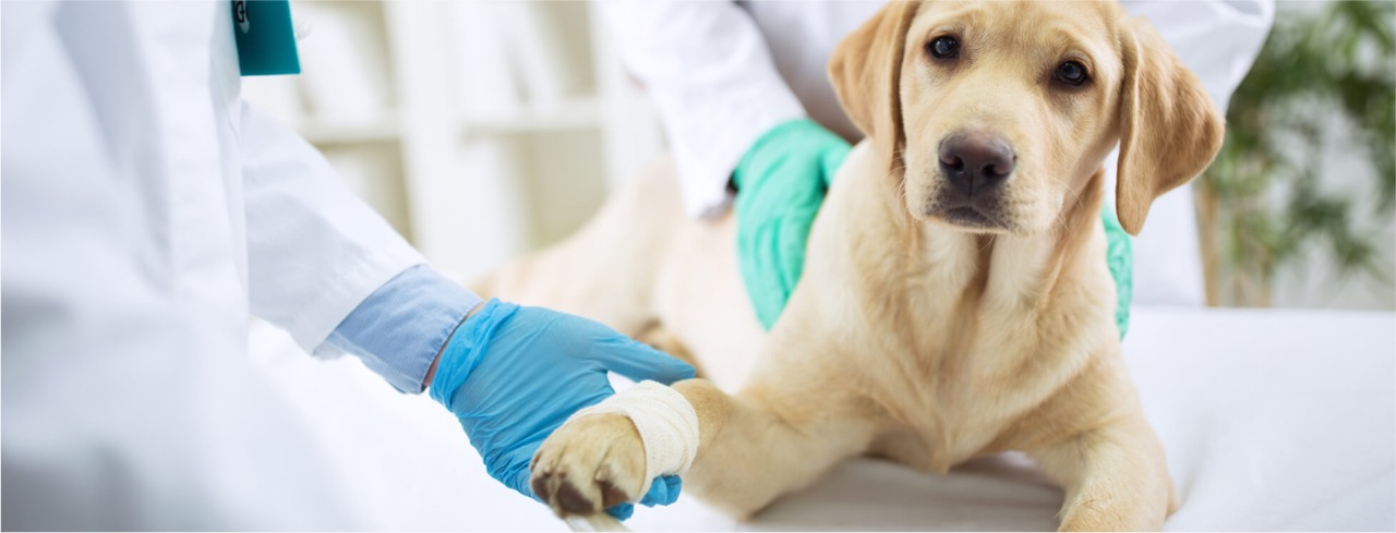 Image hover effect image