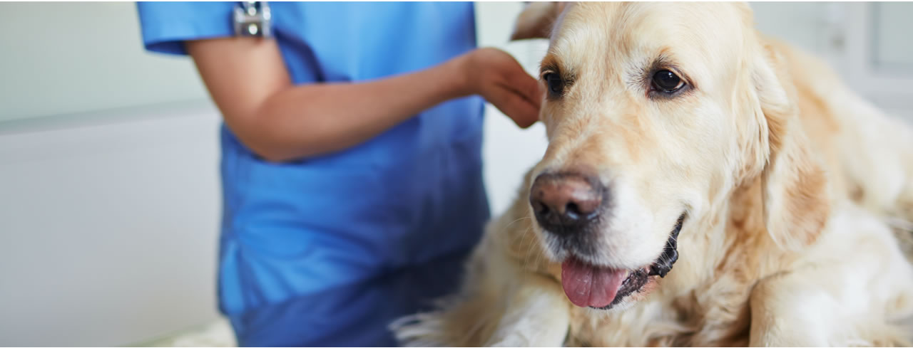 Image hover effect image