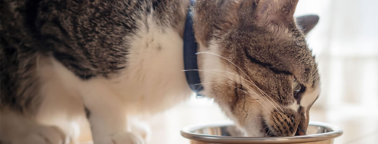 Image hover effect image