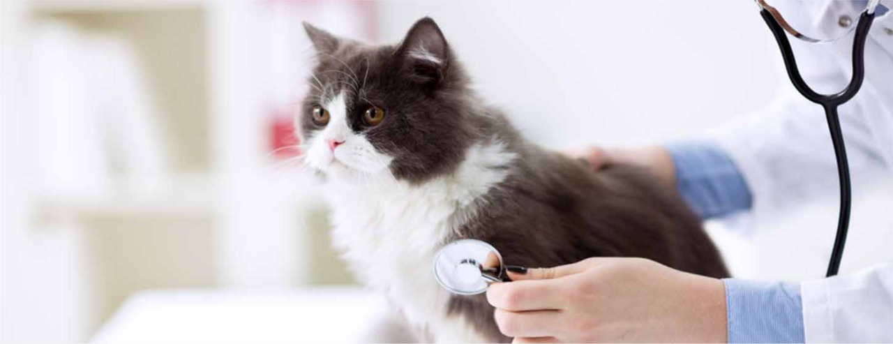 Image hover effect image