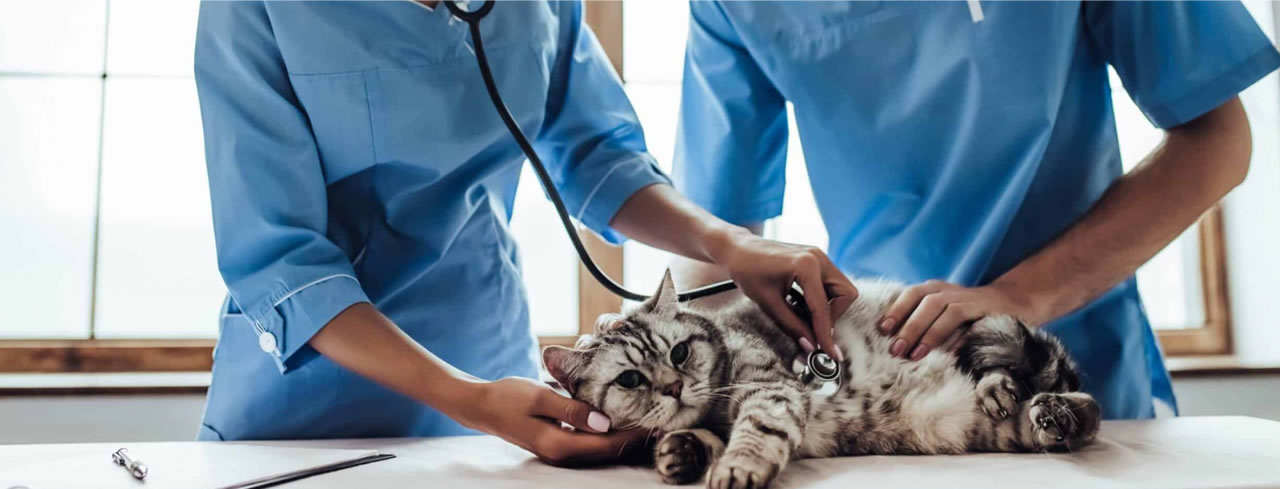 Image hover effect image