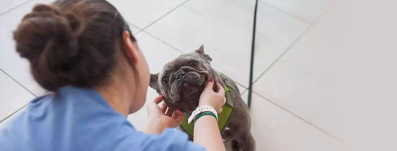 Image hover effect image