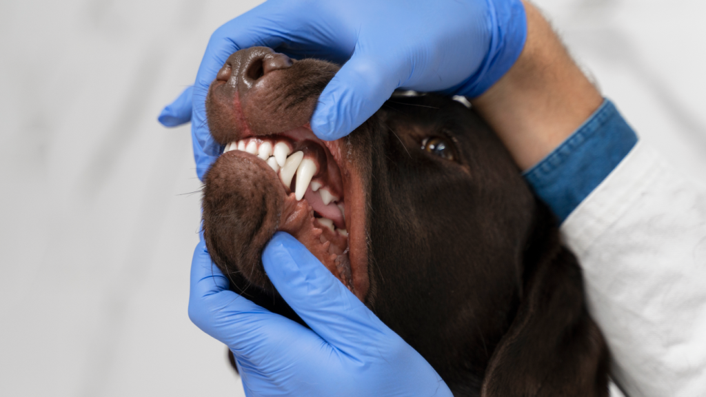Veterinária mostrando no cachorro a limpeza dentária