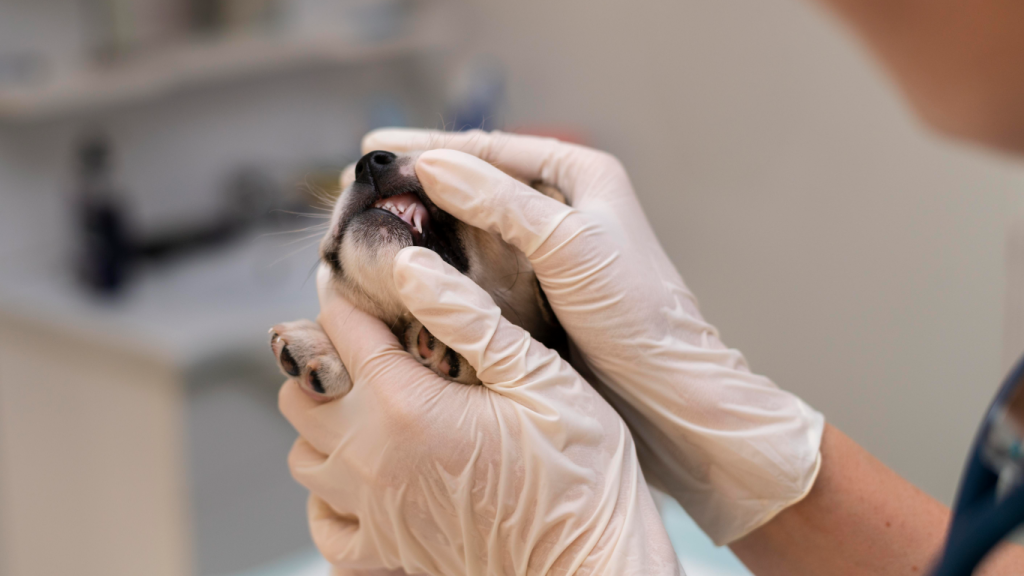 Veterinário mostrando o tártaro em cães e gatos