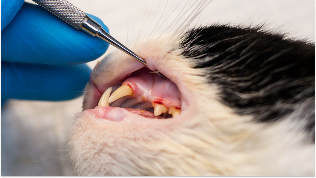 Veterinária tratando uma infecção bucal em gato