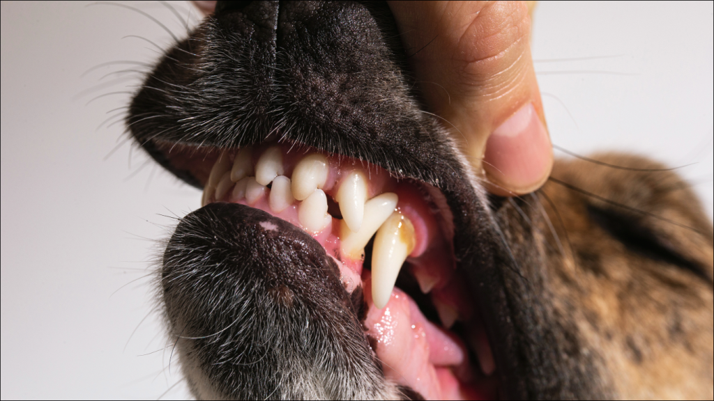 Cachorro com tártaro, para introduzir o assunto "como identificar tártaro em pet".