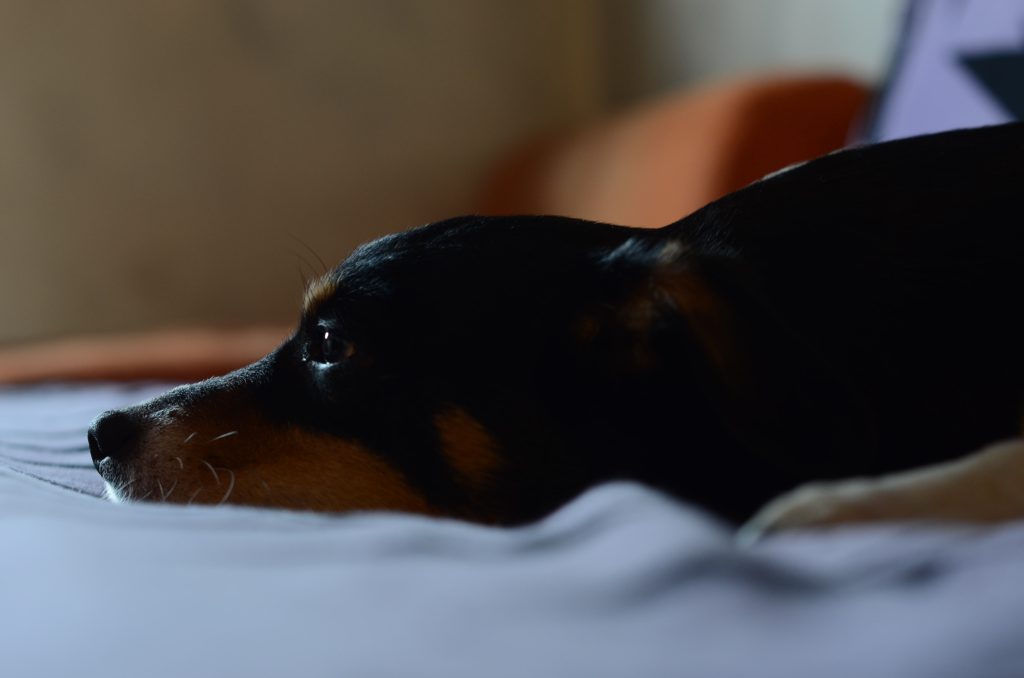 Cachorrinho deitado, com olho do pet lacrimejando e vermelho.