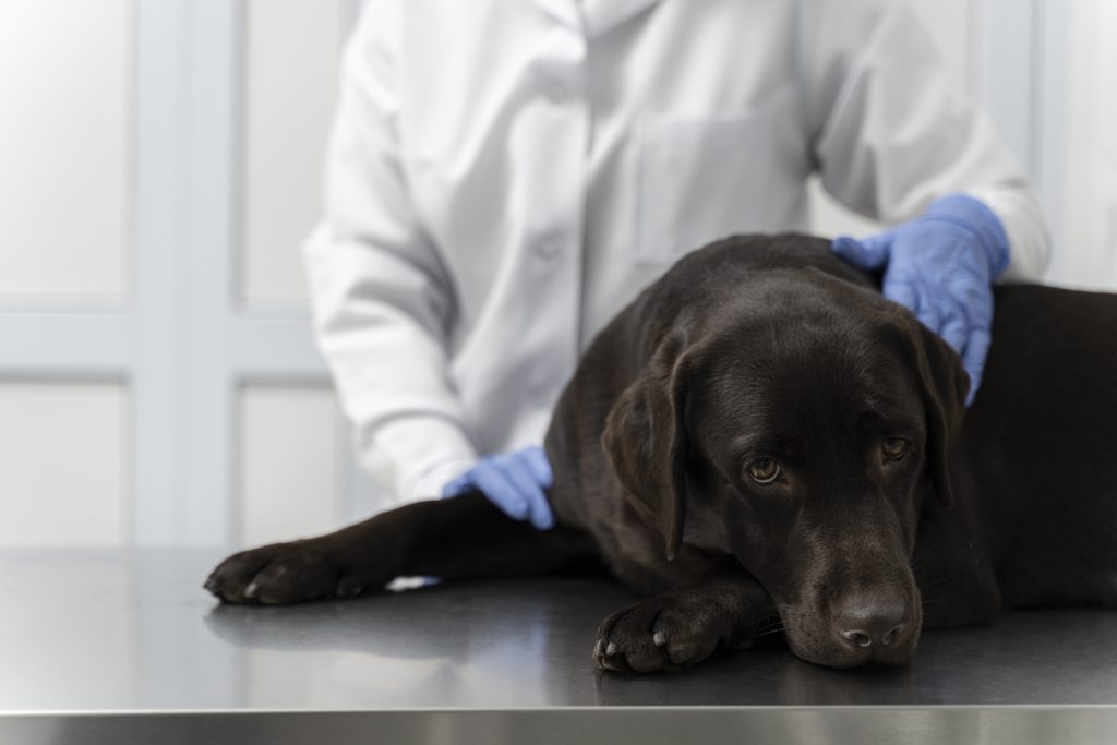 PET sendo atendido por veterinário, para introduzir o assunto "Tipos mais comuns de tumores em pets".