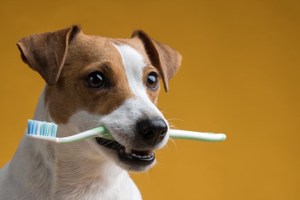 Cachorro com escova de dentes na boca preparada para Escovação dental em pets.