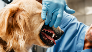 Profissional examinando boca do cachorro, para falar sobre boca doente, corpo em risco