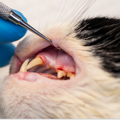Veterinária tratando uma infecção bucal em gato