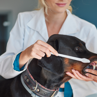 Veterinária examinando os dentes do cachorro, para falar sobre a primeira consulta odontológica