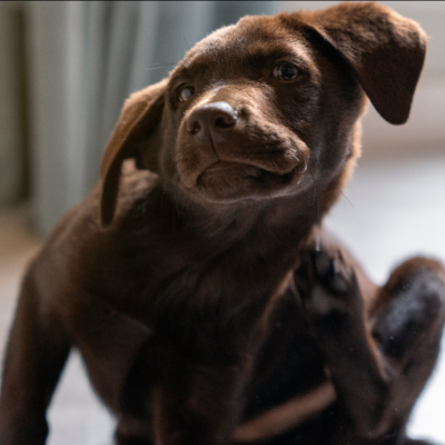 Cachorro se coçando, para falar sobre a pele do pet vermelha e com coceira