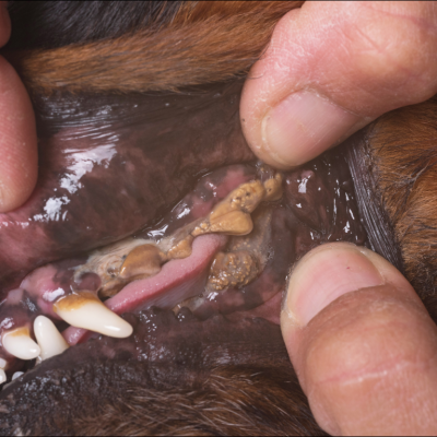 Veterinário mostrando a dentição do cachorro, para falar sobre a doença periodontal avançada em pets