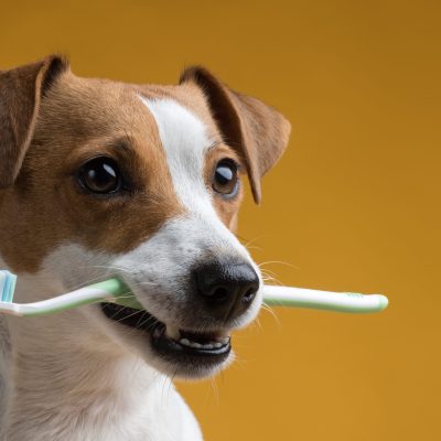 Cachorro com escova de dentes na boca preparada para Escovação dental em pets.