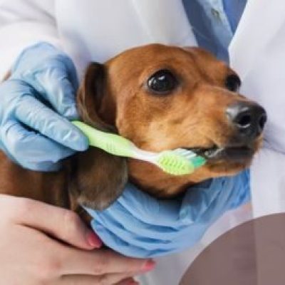 foto odonto pet home