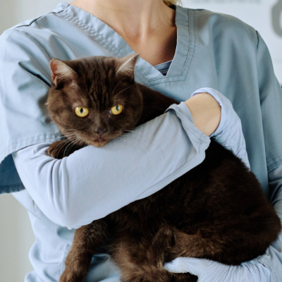 Profissional segurando um gato no colo, para falar sobre quanto tempo leva o tratamento para câncer em cães e gatos