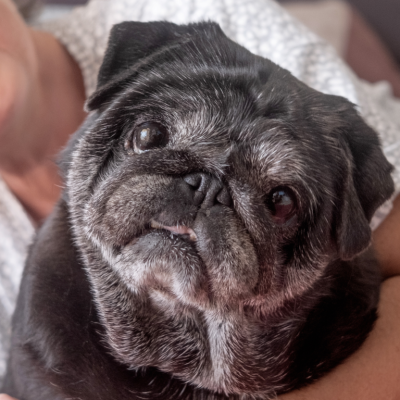 Tutora com seu cachorro, aprendendo sobre o check-up para pets idosos