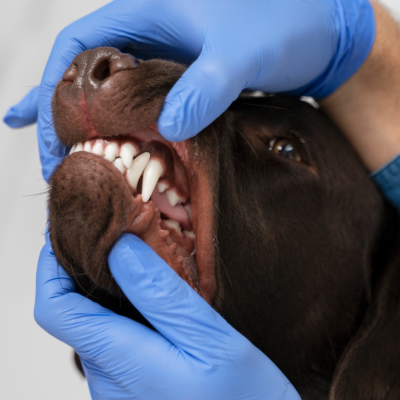 Veterinária mostrando no cachorro a limpeza dentária