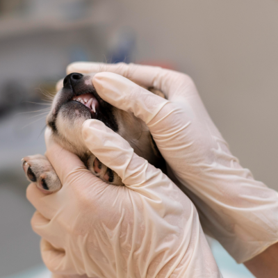 Veterinário mostrando o tártaro em cães e gatos