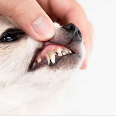 Cachorro com dente quebrado não tratado