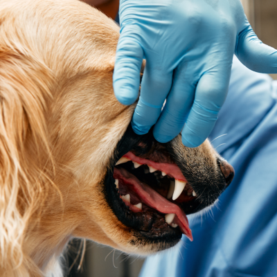 Profissional examinando boca do cachorro, para falar sobre boca doente, corpo em risco