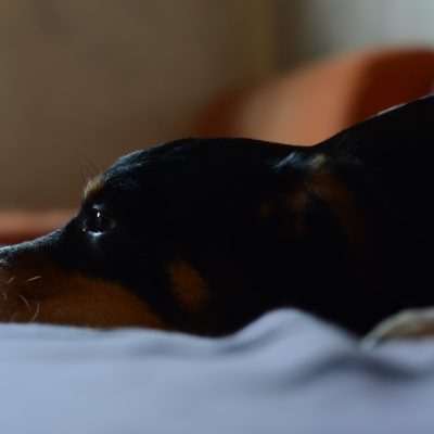 Cachorrinho deitado, com olho do pet lacrimejando e vermelho.