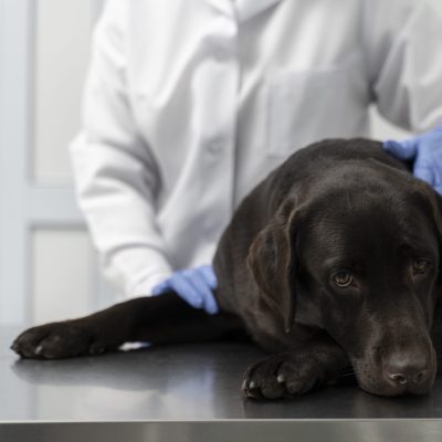 PET sendo atendido por veterinário, para introduzir o assunto "Tipos mais comuns de tumores em pets".