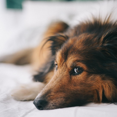 Cacchorro deitado com expressão desanimada, para falar sobre sopros cardíacos em pets