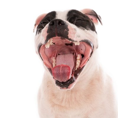 Cachorro com a boca aberta, para falar sobre os sinais da gengivite em pets